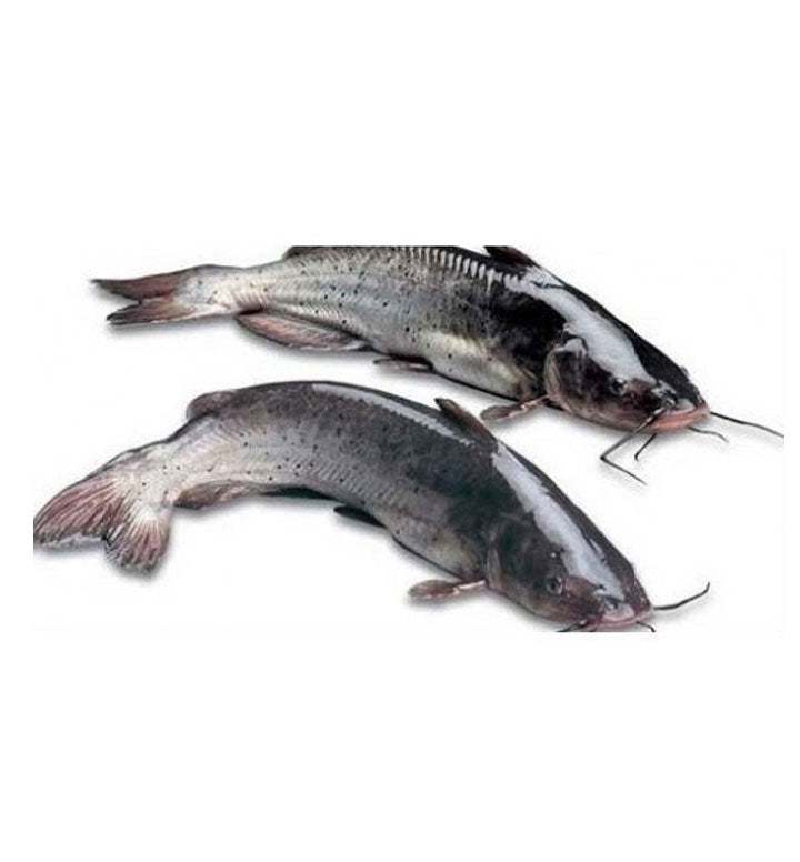 Frozen Catfish