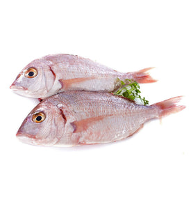 Red Bream Fish