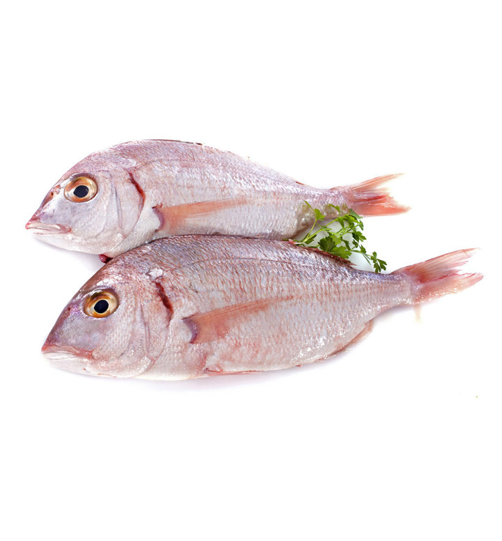 Red Bream Fish