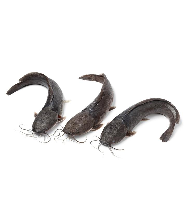 Catfish